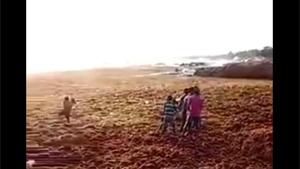 Sea Of Sea Weed