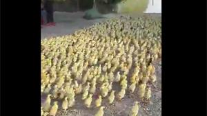 March Of The Ducklings