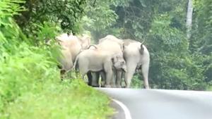 Elephant Herd Attacks Biker