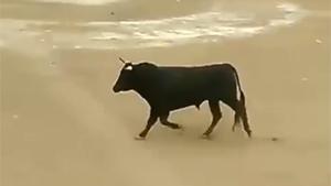 Bull Takes Revenge On Audience