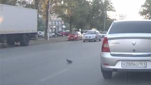 Bird Causes Pile Up