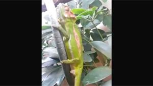 Birth Of A Baby Lizard