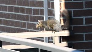 Squirrel Makes Suicidal Jump