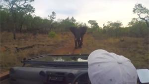 Elephant Chases Down Film Crew