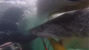 Bizarre White Shark Attack