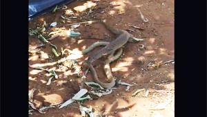 Brown Snake Vs Sand Goanna