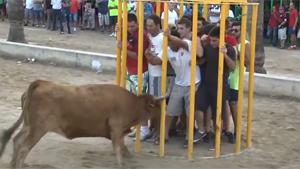 Bull Enters Cage