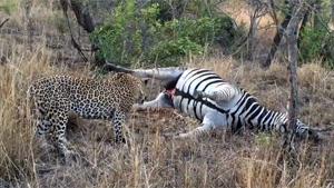 Zebra Carcas Detonates In Tiger Face