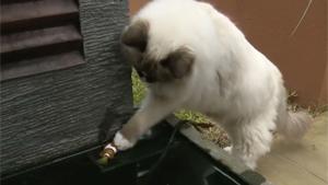 Cat Saves Fish