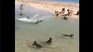 Monkeys Chillin On The Beach