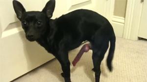 Doggy With Big Dick
