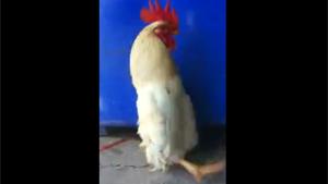 Cock Standing Upright