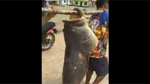 Monster Fish In Brazil