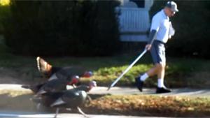 Mailman Attacked By Turkeys