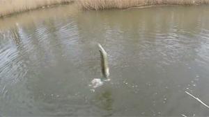 Fish Vs Man: 1-0