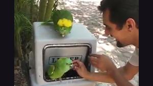 Fun With Parrots