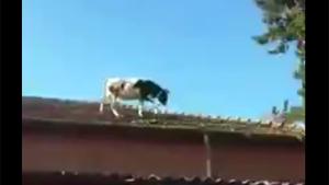 Cow Escaped From The Slaughterhouse