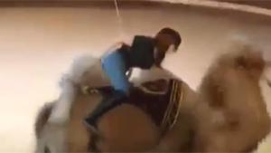 Ripping Pants On Camel Ride