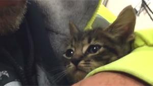 Operation Kitten Rescue