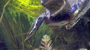 Kingfisher In Slowmotion