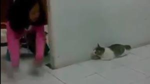 Kid Scares The Hell Out Of Cat