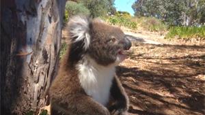 Koala Cub Kicked From Tree
