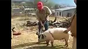 Killing Pig Fail