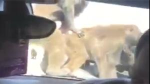 Monkeys Start Shagging On Car Hood