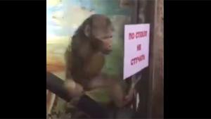 Dirty Monkey Peepshow