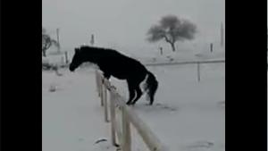 Hilarious Horse Front Flip