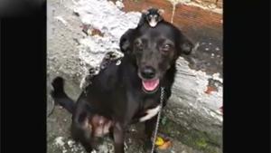 Oppossums Take A Dog Ride