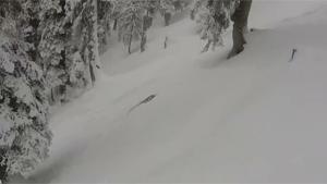 Running Into A Snow Leopard