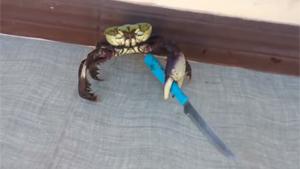 Crab Armed With Knife