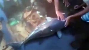 Baby Dolphin Becomes Instafamous