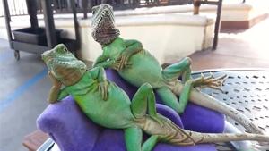 Chilling Lizards