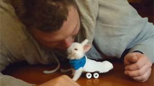 Paralyzed Baby Bunny Can Move Again