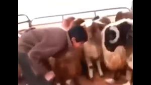 Head Butting Sheep