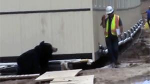 Hilarious Bear Prank