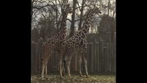Kids See A Giraffe Dick
