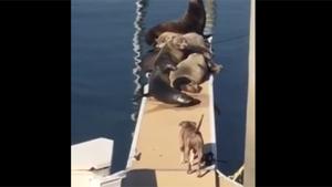 Pitbull Clears Pier