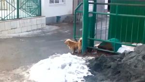 Dog Works The Gate