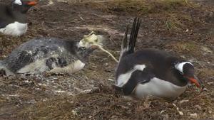 Pooping Penguins