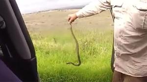 Keeping Your Calm Catching A Snake