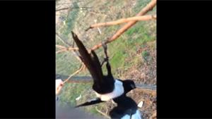 Rescuing A Magpie