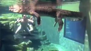 Swimming With A Crocodile
