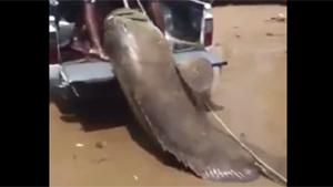 Loading A Big Fish In A Pickup Truck