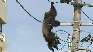 Monkey Chase In Japan