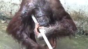 Orangutan Taking A Shower