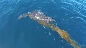 Leatherback Turtle Saved From Kelp
