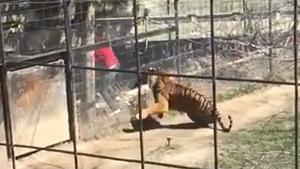 Jumping Fence Into The Tiger Pit